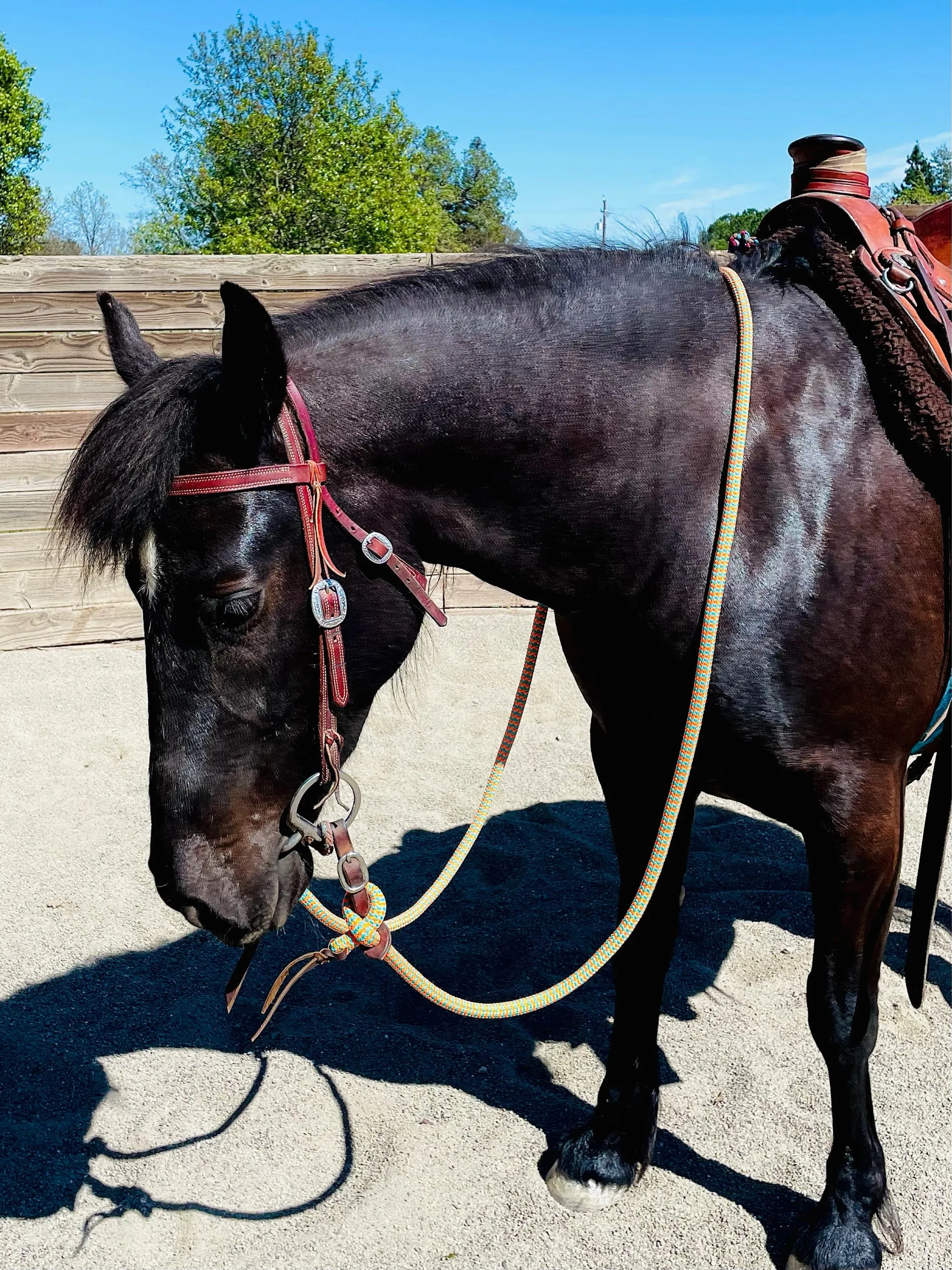 Sport Reins